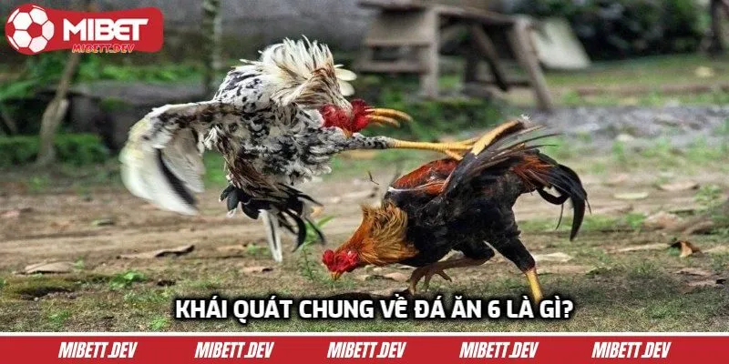 Khái quát chung về đá ăn 6 là gì?