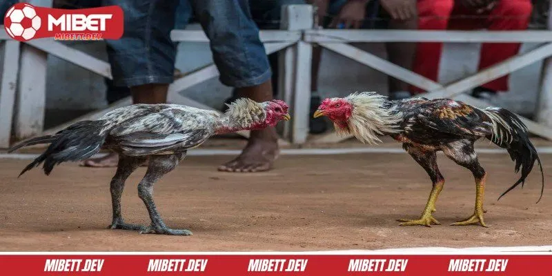 Tổng quan về kèo đá gà tại nhà cái